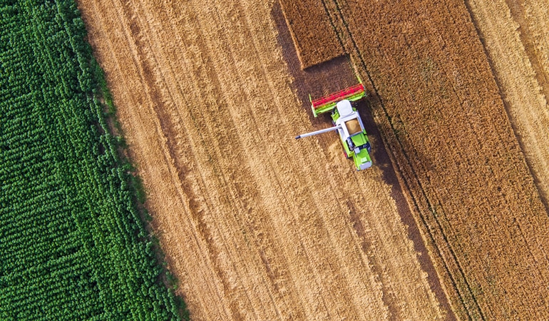 Wheat field